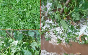 बैतडीमा असिनाले तरकारी बालीमा क्षति 